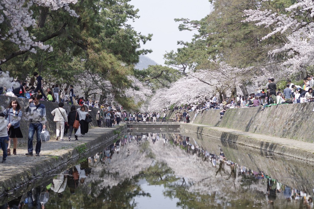 桜-20