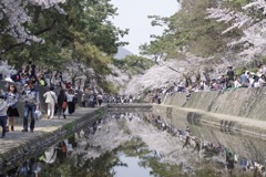 桜-20