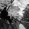 桜-4 夙川の桜