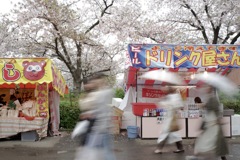 造幣局-桜の通り抜け 2