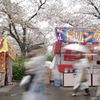 造幣局-桜の通り抜け 2