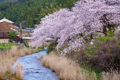 帰り道の桜