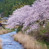 帰り道の桜