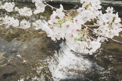 桜-3 夙川の桜