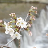 夙川の桜下見 その1