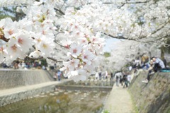 桜-5 夙川の桜