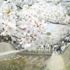 桜-5 夙川の桜
