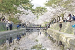 夙川の桜 その5
