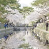 夙川の桜 その5