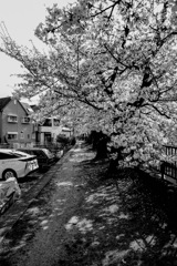桜-1