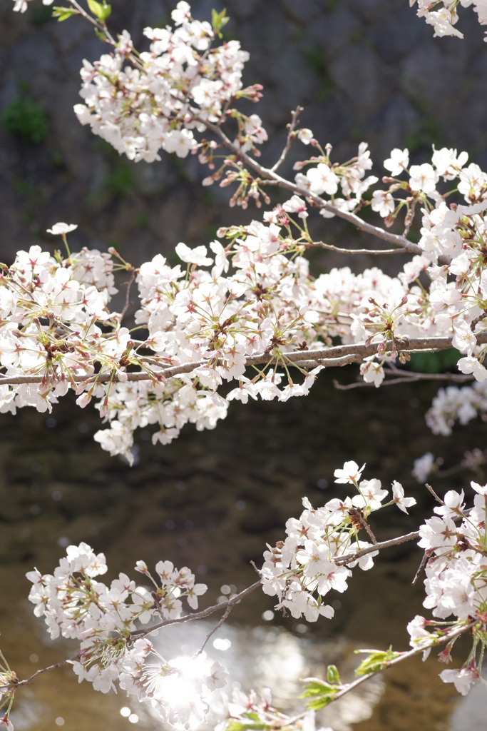 夙川の桜(7)