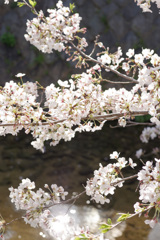 夙川の桜(7)