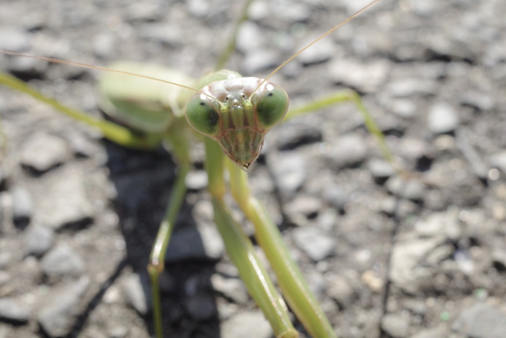 アスファルトにカマキリ