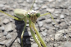 アスファルトにカマキリ