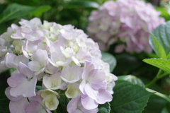 庭の紫陽花 2