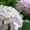 庭の紫陽花 2