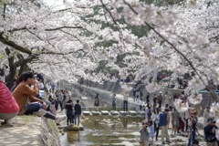 桜-16