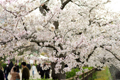 大阪城の桜