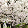 大阪城の桜