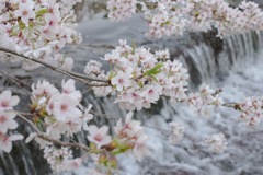 夙川の桜 その1