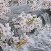 夙川の桜 その1