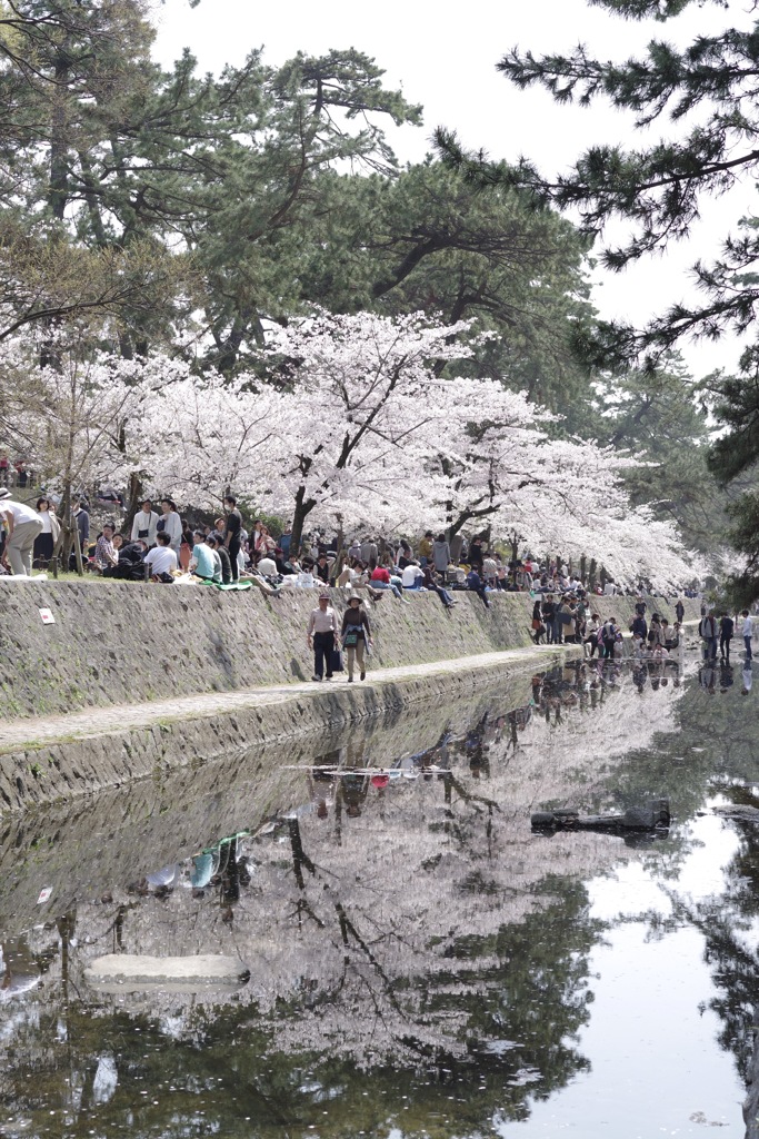 桜-19