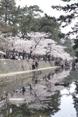 桜-19