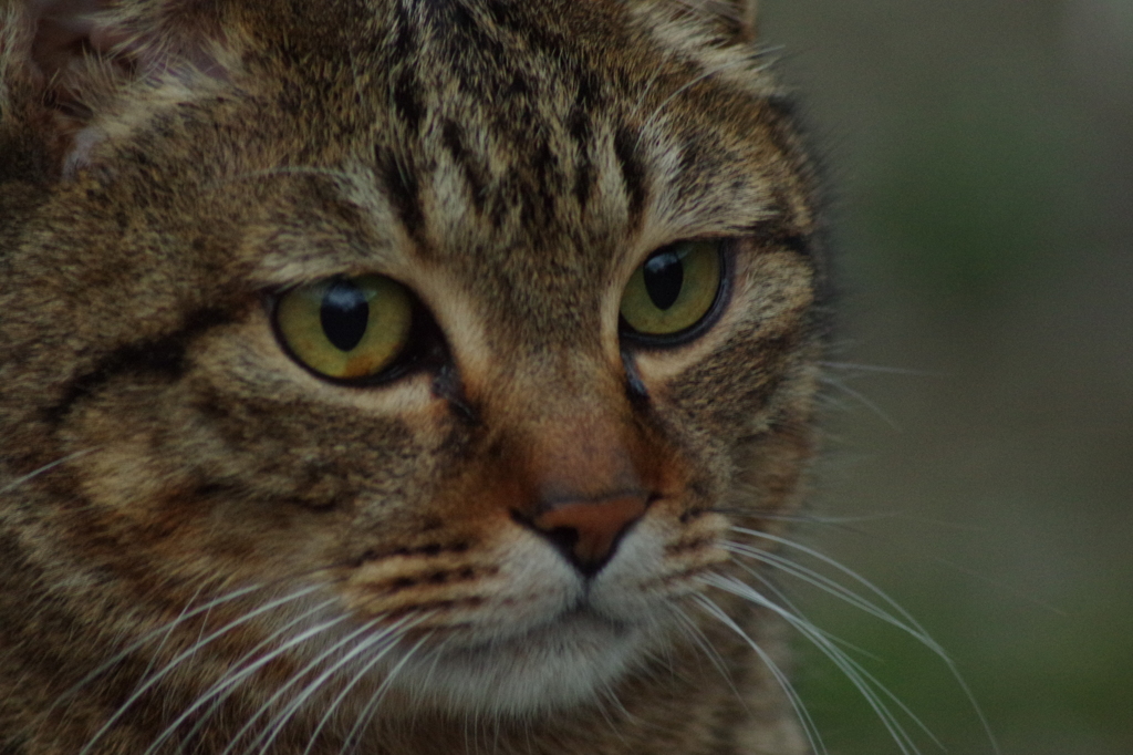 猫