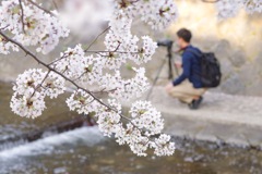 夙川の桜 その4