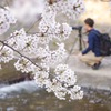 夙川の桜 その4