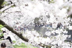 桜-14