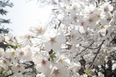 桜-6 夙川の桜