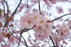 夙川の桜 その2