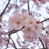 夙川の桜 その2
