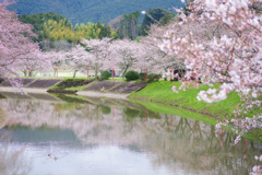 宇陀川沿いの桜