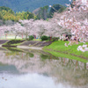 宇陀川沿いの桜