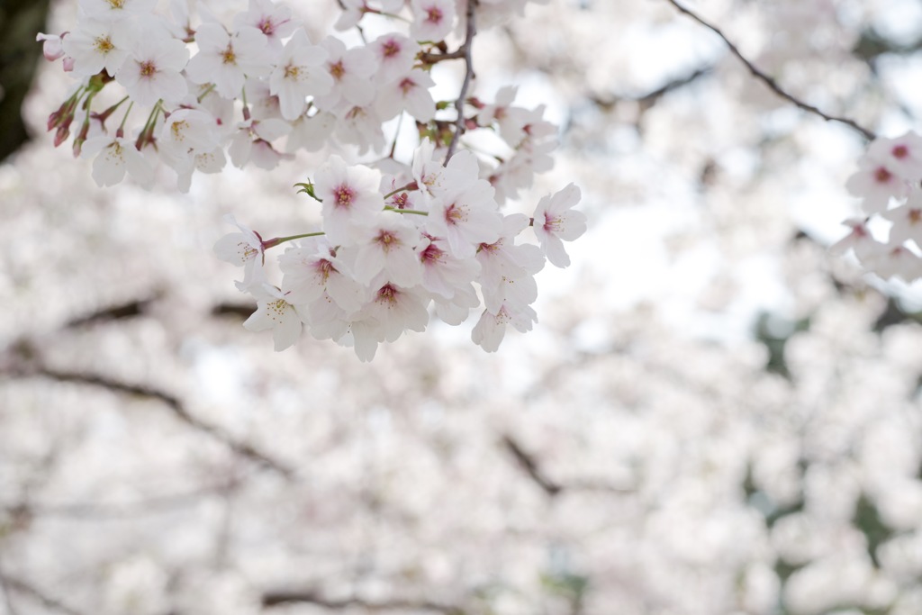 桜-9