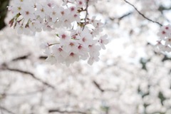 桜-9