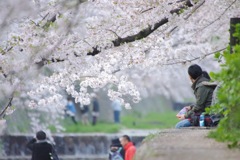 夙川の桜 その6
