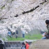 夙川の桜 その6