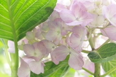 庭の紫陽花 4