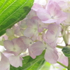 庭の紫陽花 4