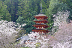 長谷寺の五重の塔と桜