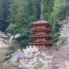 長谷寺の五重の塔と桜