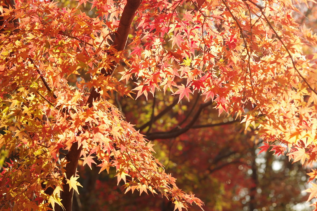 紅葉ー北野天満宮ー