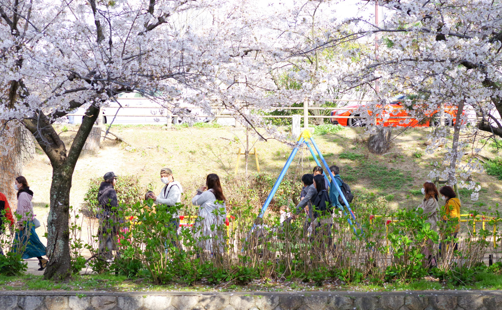 夙川の桜(1)
