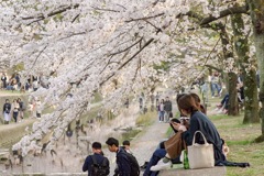 夙川の桜 その3