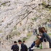 夙川の桜 その3
