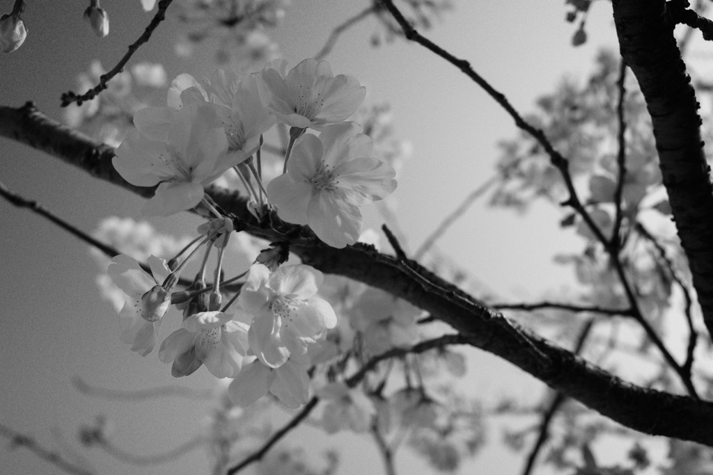 桜ノ宮の桜-1