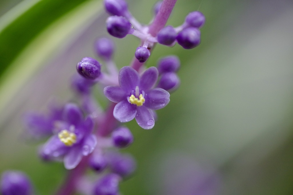 庭の花